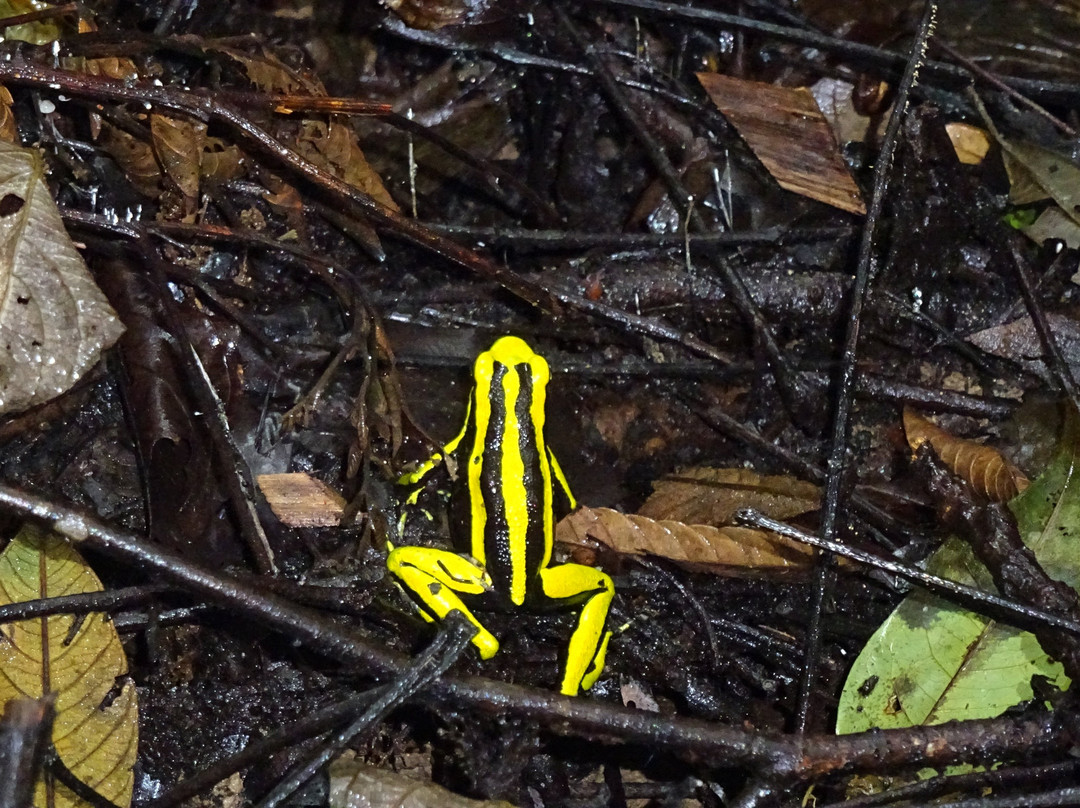 Circuitos Ecoturísticos Alto Shilcayo y Adyacentes-Tarapoto必去景点