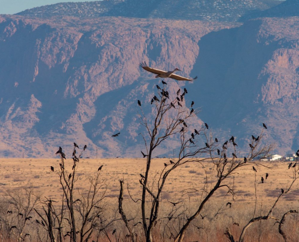 Bernardo Wildlife Area景点图片