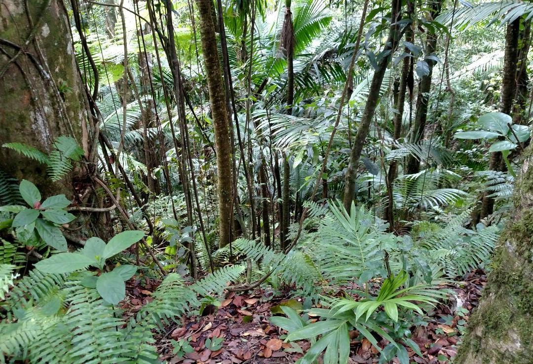 Big Tree Trail景点图片