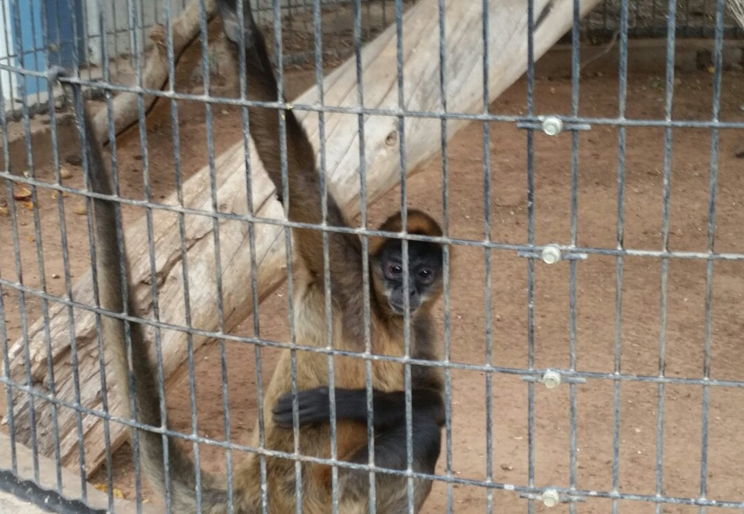 Hillcrest Park Zoo景点图片