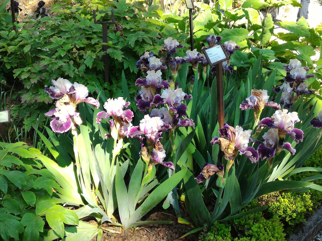 Botanical Garden of Trieste景点图片