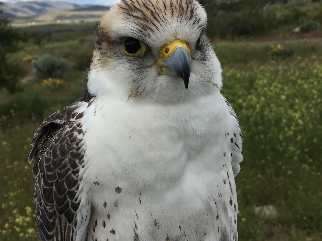 Raptor Adventures-里诺必去景点
