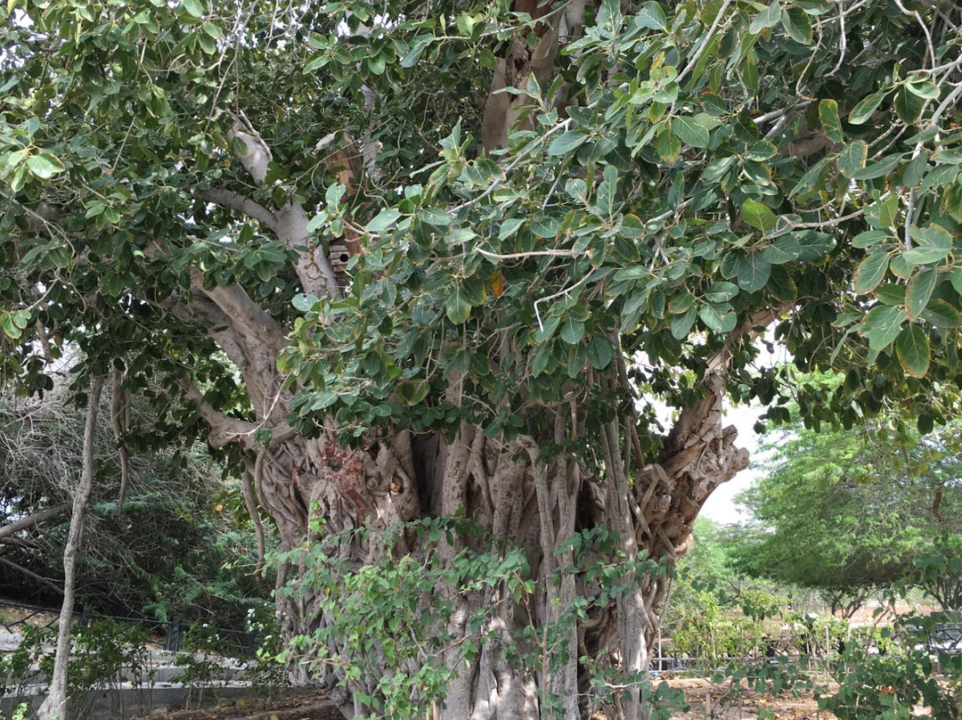 Green Tree Complex景点图片