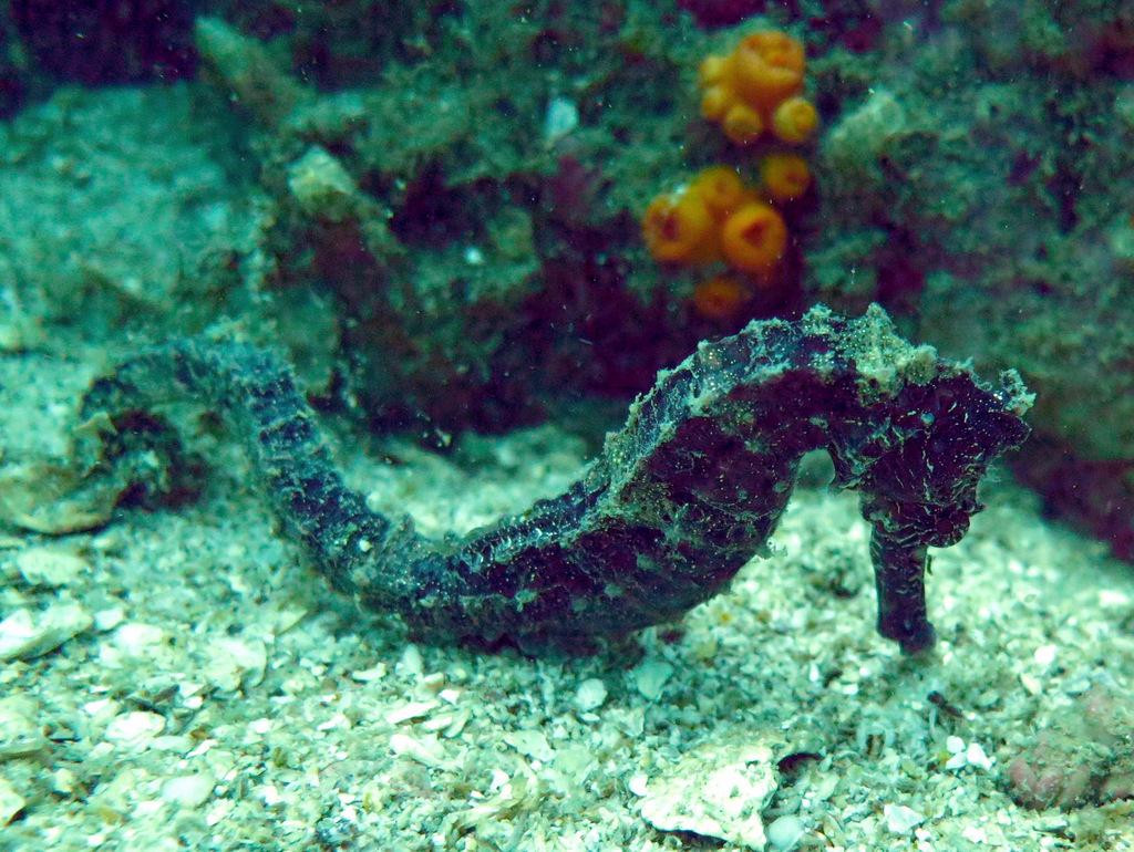 Quiver Dive Team-红土坎必去景点