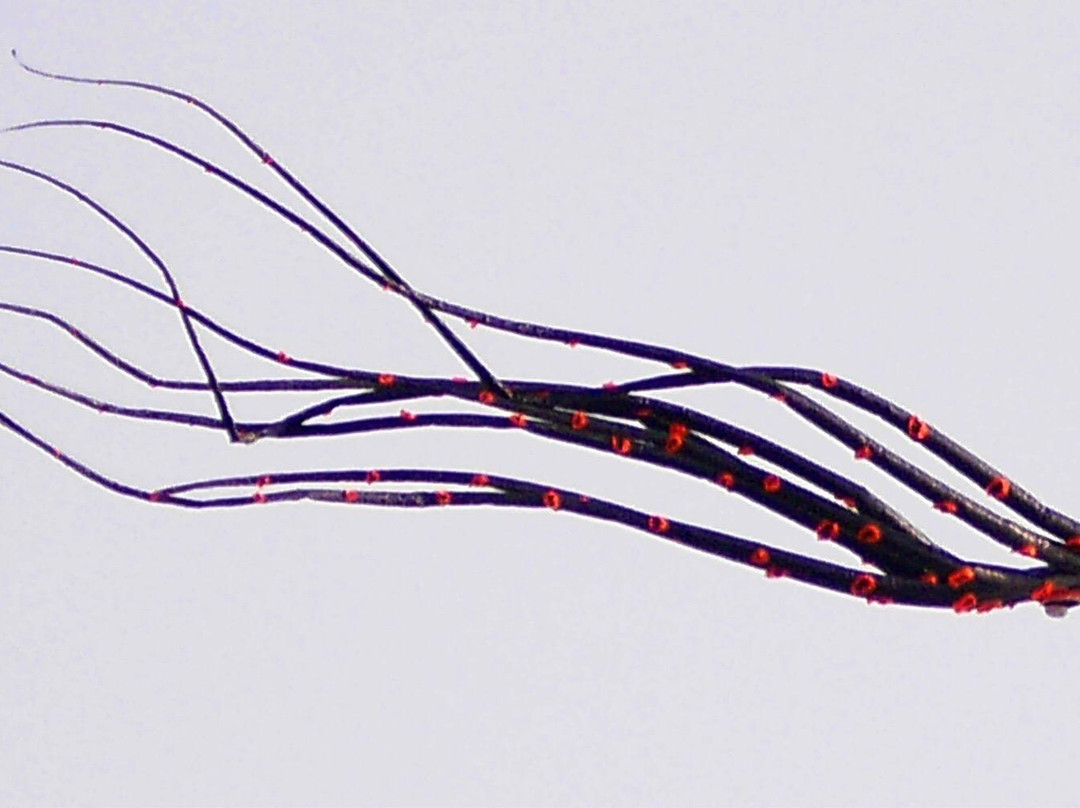 骆马湖湿地-宿迁市必去景点