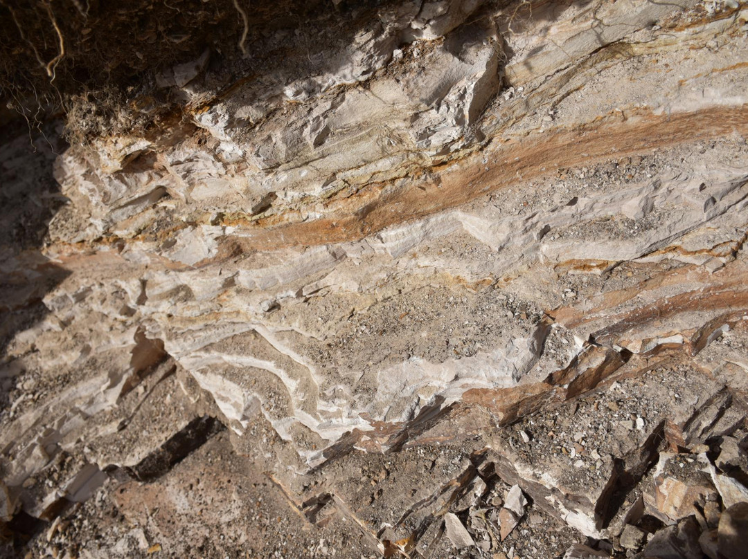 Fossils at Wheeler High School-福尔斯必去景点
