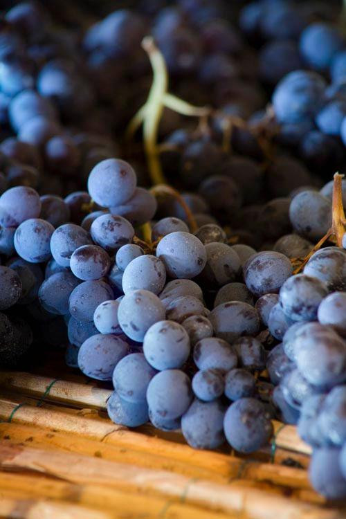 Cantina Valpolicella Negrar-维罗纳必去景点