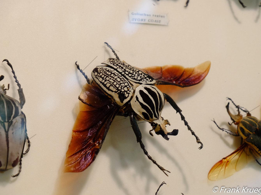 Daintree Entomological museum-Diwan必去景点