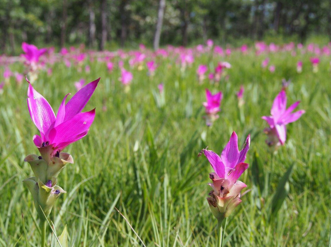 Siam Tulip Park景点图片