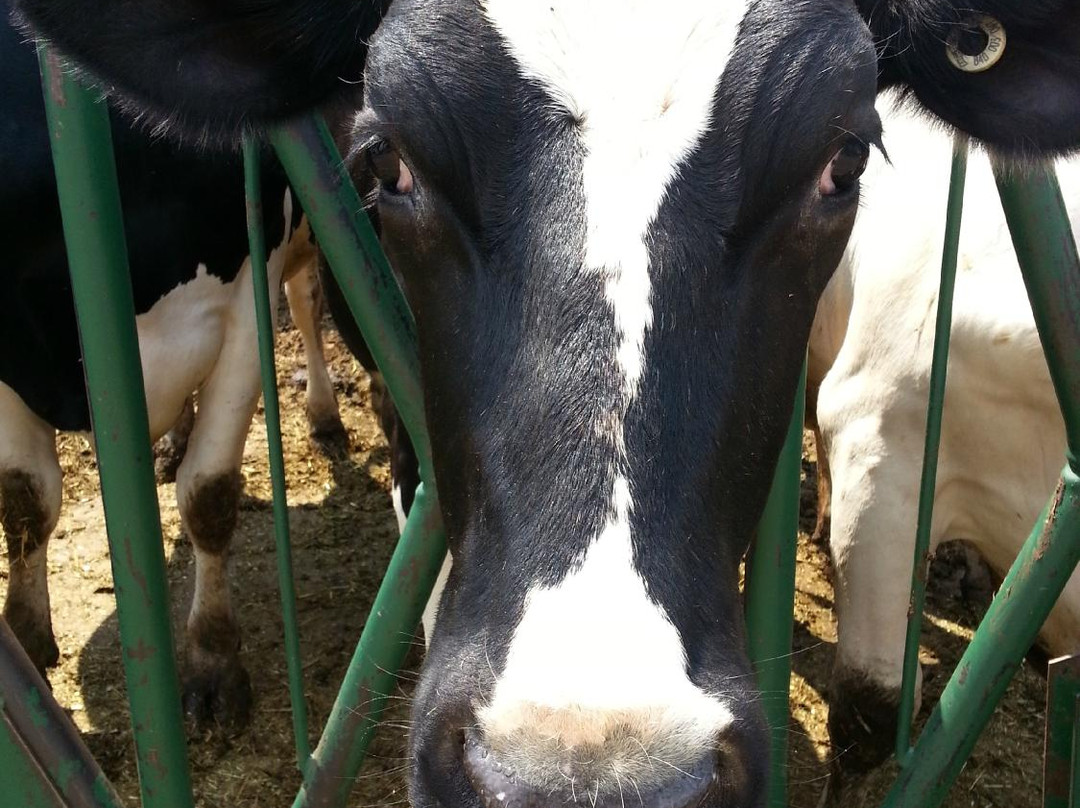 Cook's Farm Dairy-Ortonville必去景点