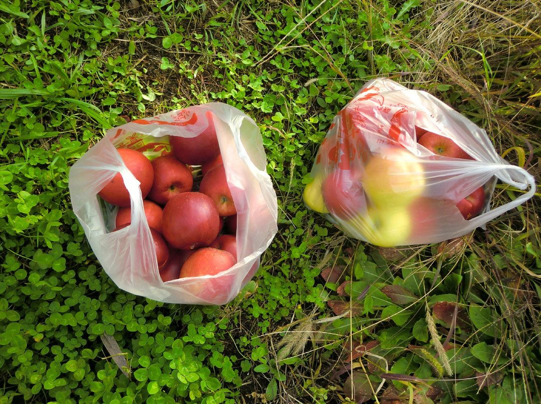 Miharashi Ogihara Fruit Garden-深川市必去景点