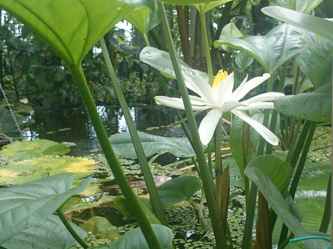 Utrecht University Botanic Gardens-乌特勒支必去景点