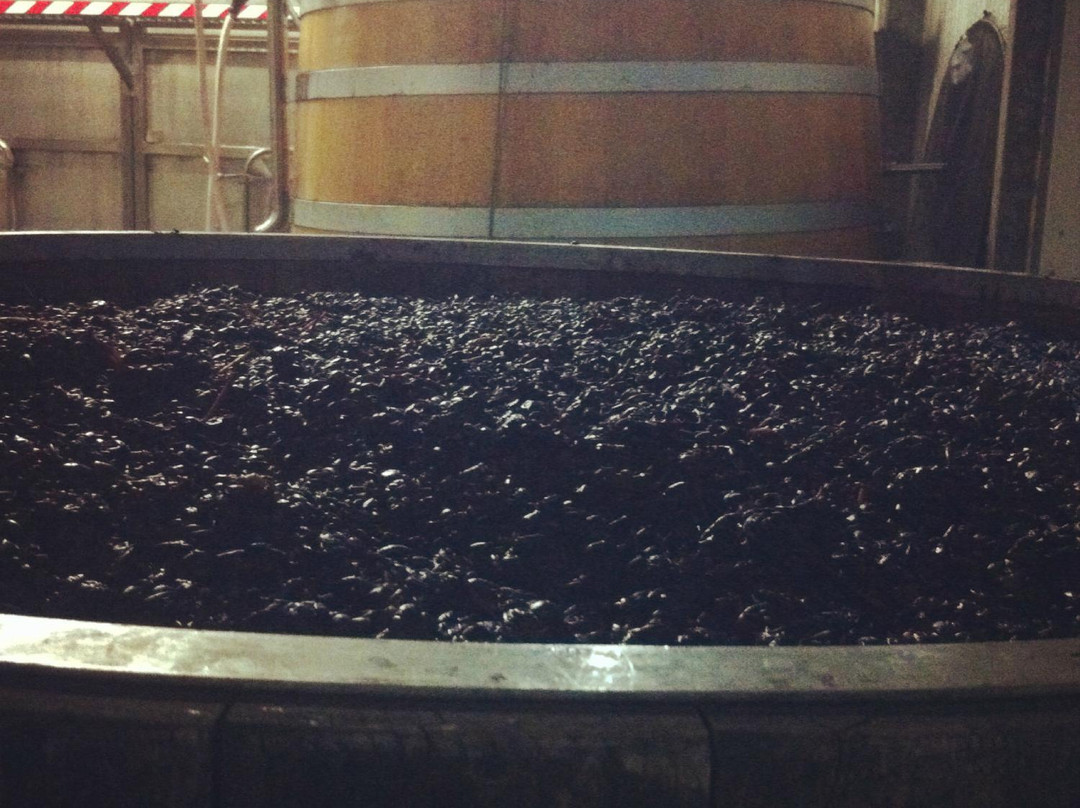Kangarilla Road Winery景点图片