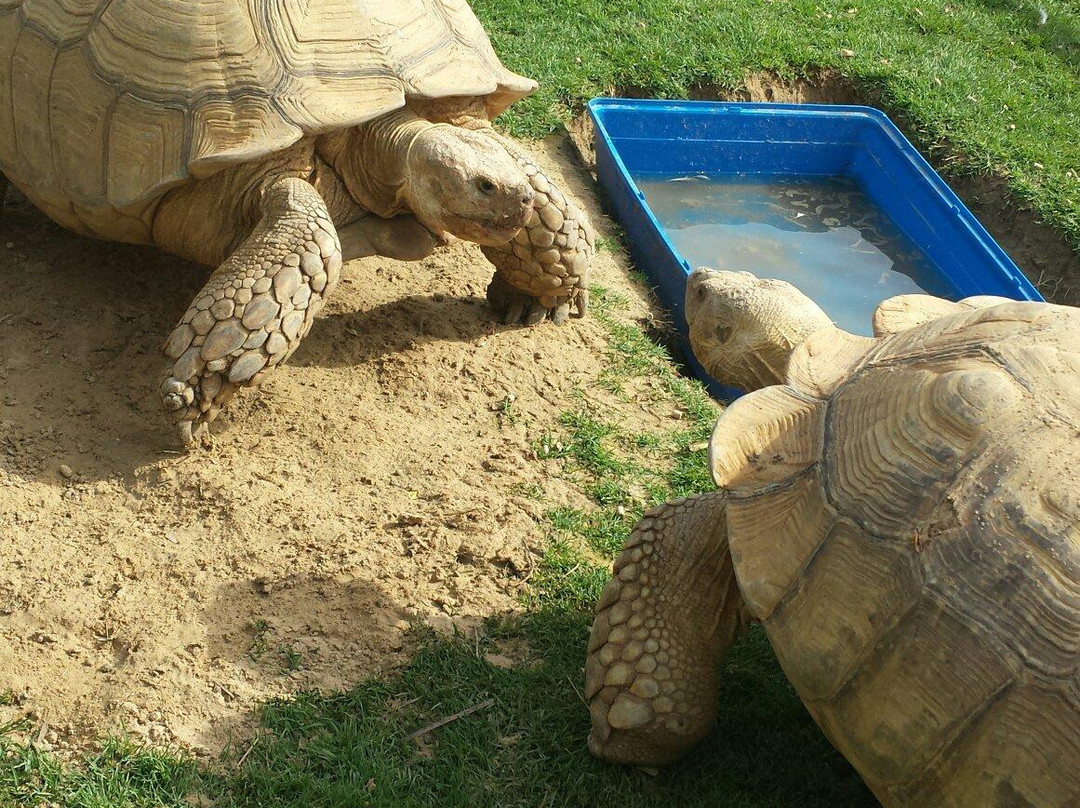 Posh Paws Animal Sanctuary And Petting Zoo-沙迦必去景点