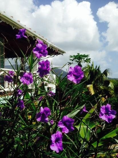 Palm Tree Gardens Botanical Garden-Saint David's必去景点