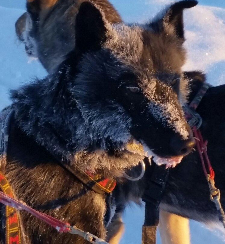 Dog Sledding Tours at EarthSong Lodge-希利必去景点