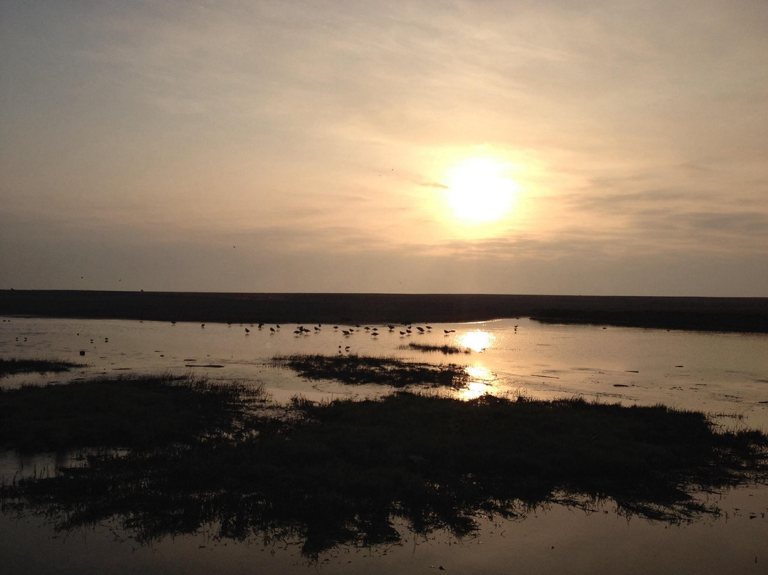 Humedal del Rio Lluta-阿里卡必去景点