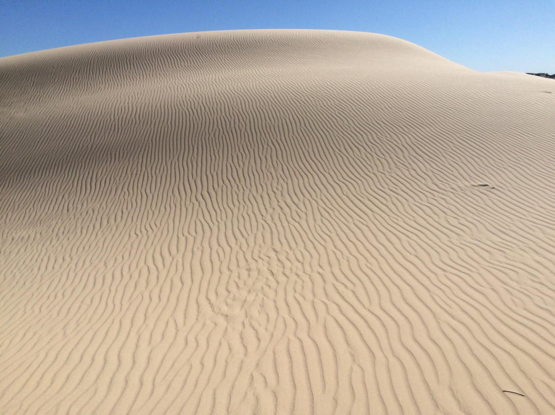 Monahans Sandhills State Park-Monahans必去景点