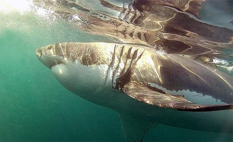 Oceans Africa Tours - Day Tours-Lakeside必去景点