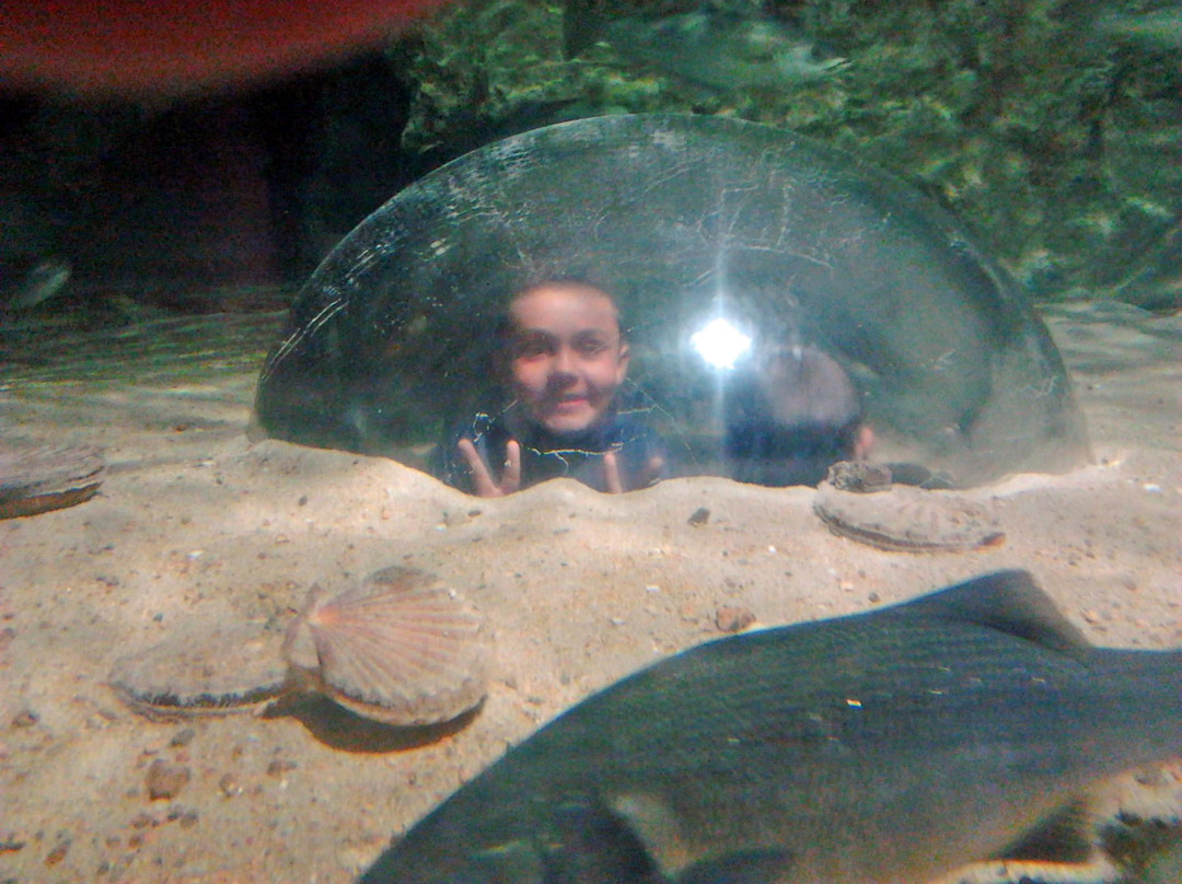Aquarium Marin De Tregastel景点图片
