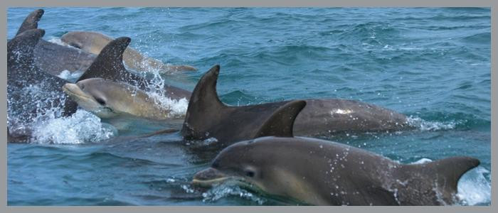 Dolphin Tours RIB Safari景点图片