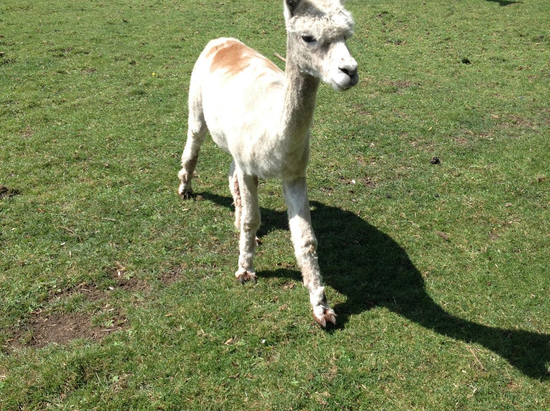 Baylham House Rare Breeds Farm-伊普斯威奇必去景点
