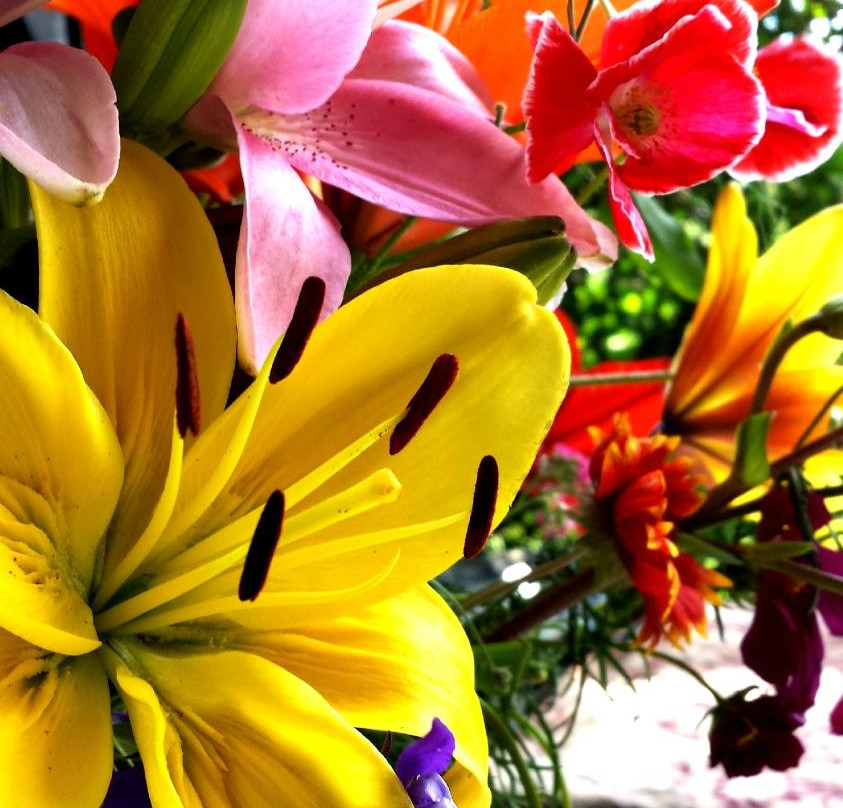 Fields Of Flowers景点图片