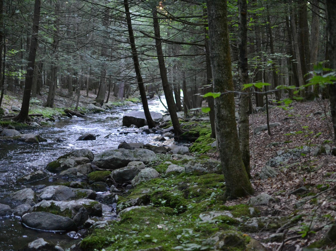 Stokes State Forest景点图片