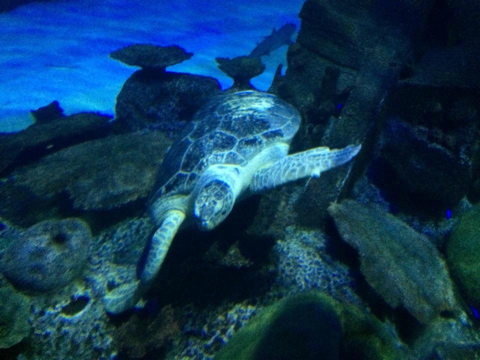 Shark Reef Aquarium-拉斯维加斯必去景点