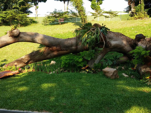 福康寧公園-新加坡必去景点