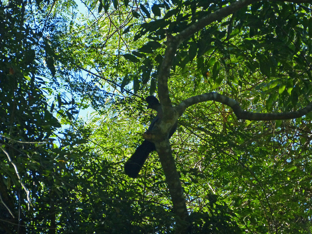 Dlinza Forest景点图片