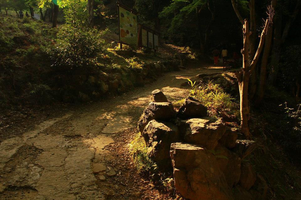 岚山岩田山猴子公园-京都市必去景点