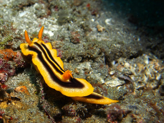 Joe's Gone Diving-沙努尔必去景点