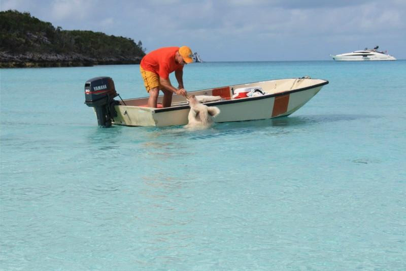 Pig Beach-斯丹尼尔岛必去景点