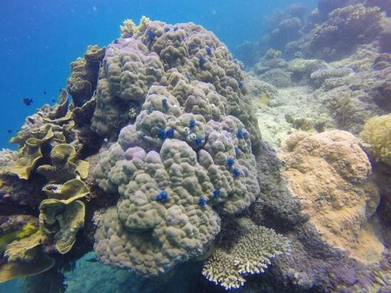 海星邮轮一日游-凯恩斯必去景点