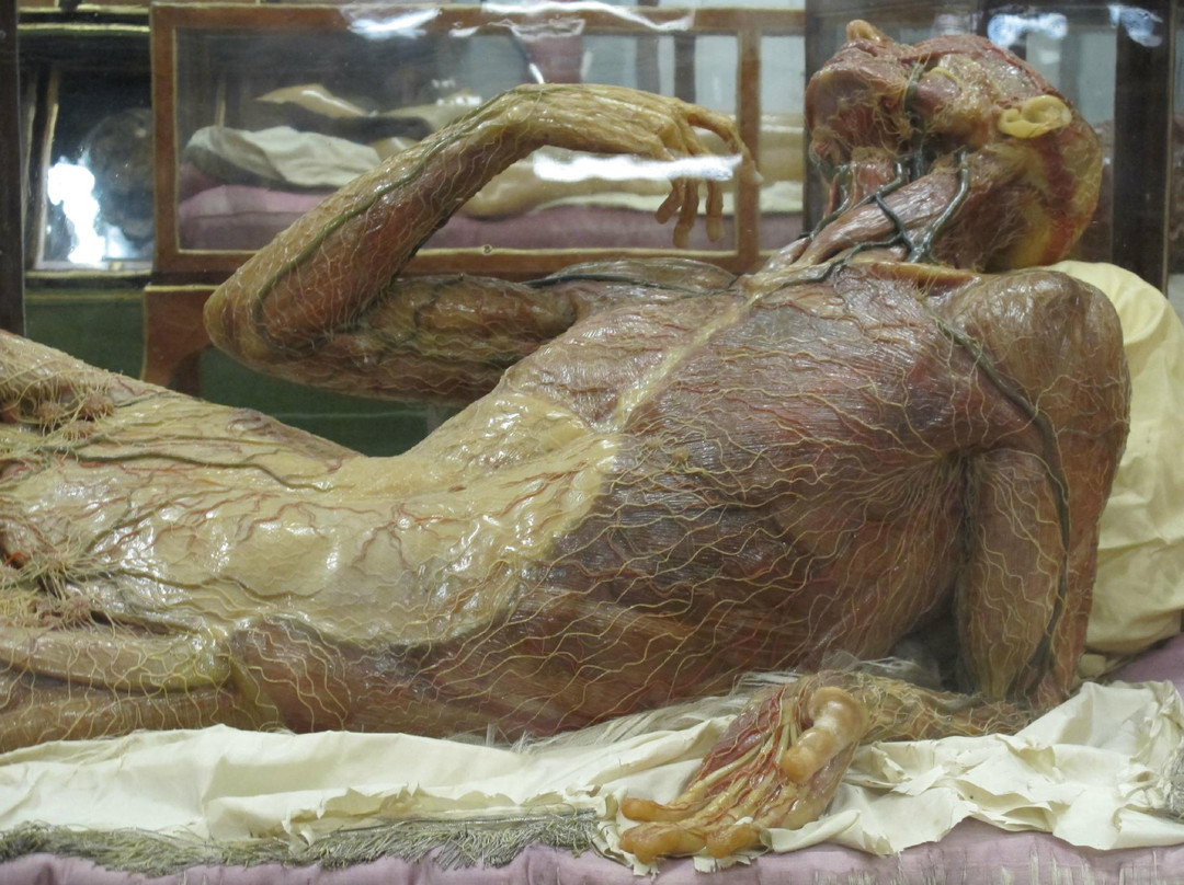 Museo di Storia Naturale - La Specola-佛罗伦萨必去景点