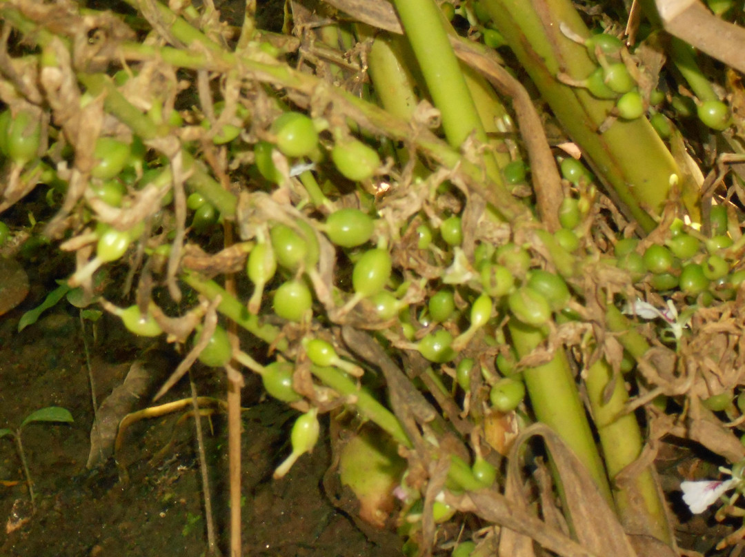 Mayura Ayurvedic Centre景点图片