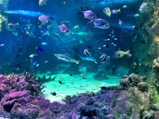 悉尼水族馆景点图片