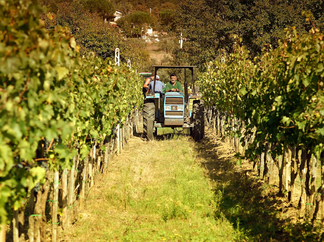 Baracchi Winery景点图片