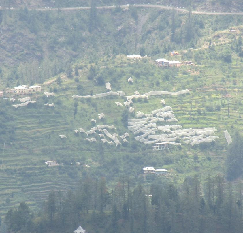 Aamod Tethys @ Narkanda主图