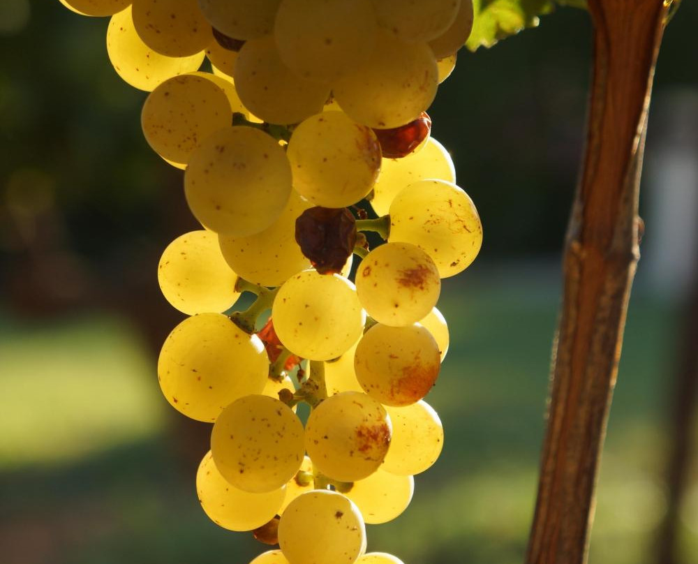 Domaine des Bernardins景点图片