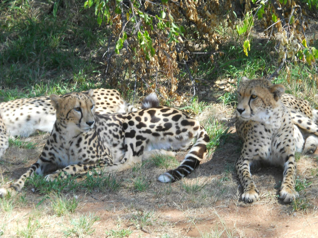 Ann van Dyk Cheetah Centre景点图片