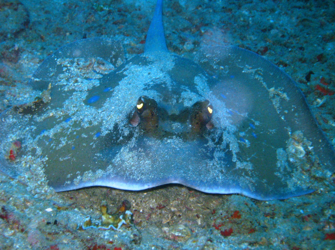 Phi Phi Sea Frog Diving-大皮皮岛必去景点