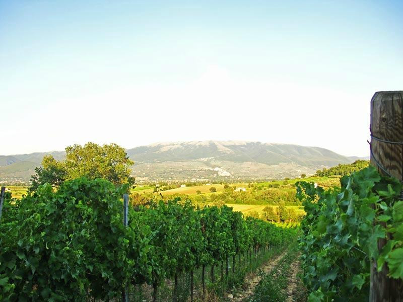 Raìna Winery and Vineyard景点图片