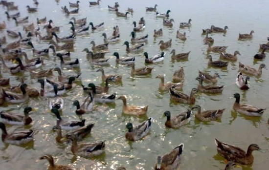 野鸭湖自然保护区-北京市必去景点