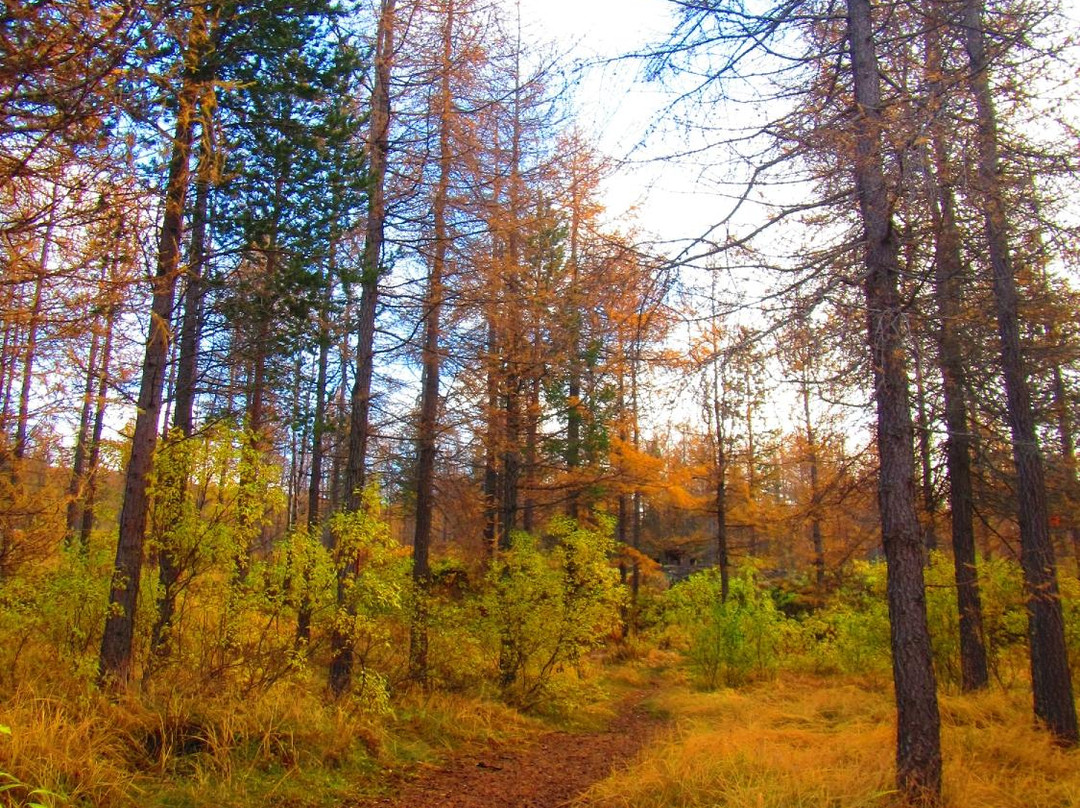 Hallormsstadur Forestry Reserve-埃伊尔斯塔济必去景点