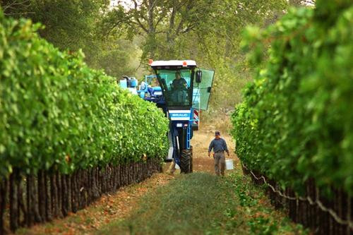 Texas Hill Country Wineries-Johnson City必去景点