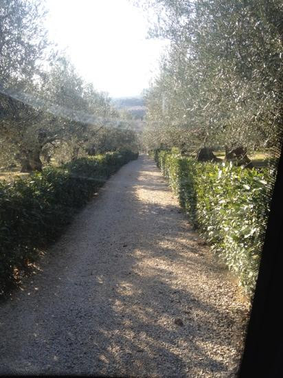 Castello Monte Vibiano Vecchio景点图片