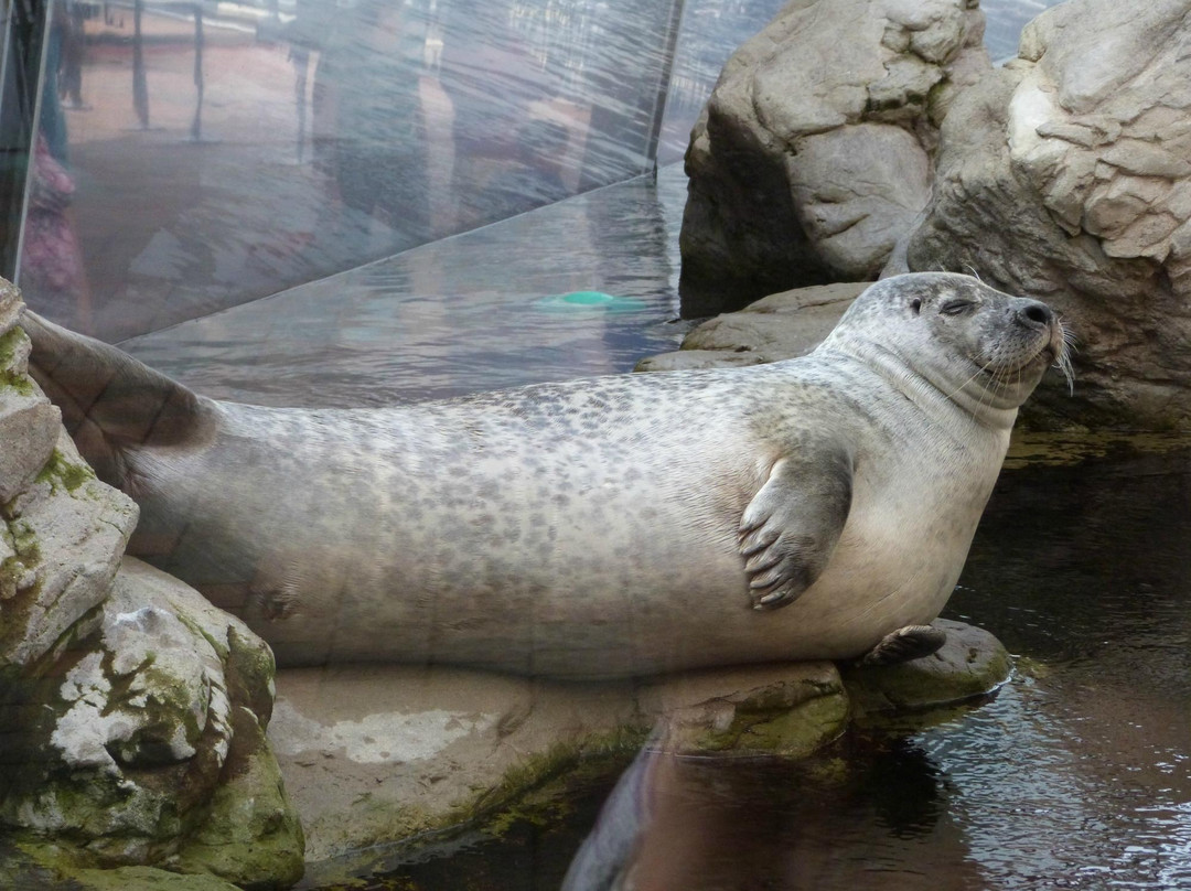 新英格兰水族馆景点图片