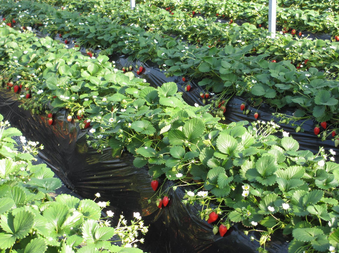 Tateyama Strawberry Picking Center-馆山市必去景点